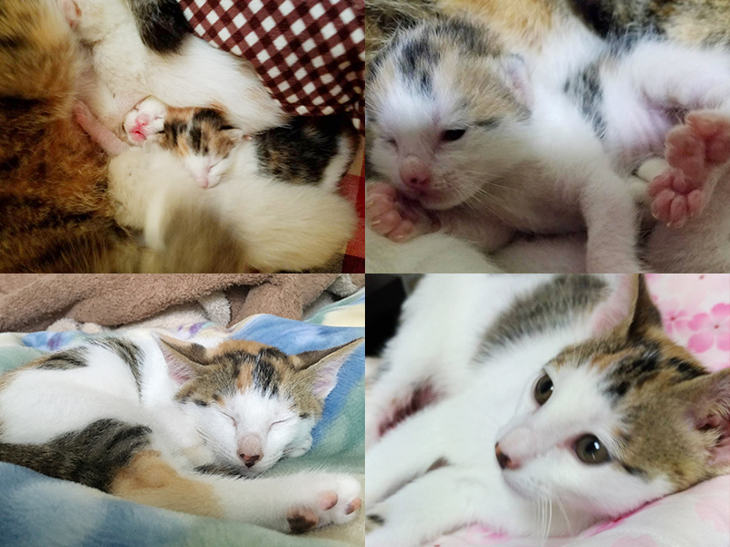 生まれたばかりの頃の三毛猫もかちゃんと兄弟猫