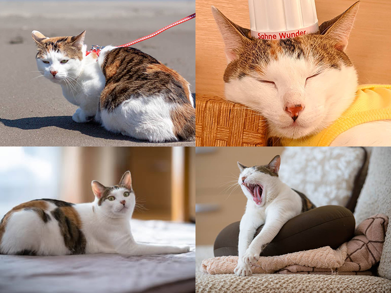 外でお散歩する三毛猫のもかちゃん