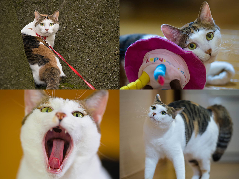 大きく口を開けてあくびをするもかちゃん