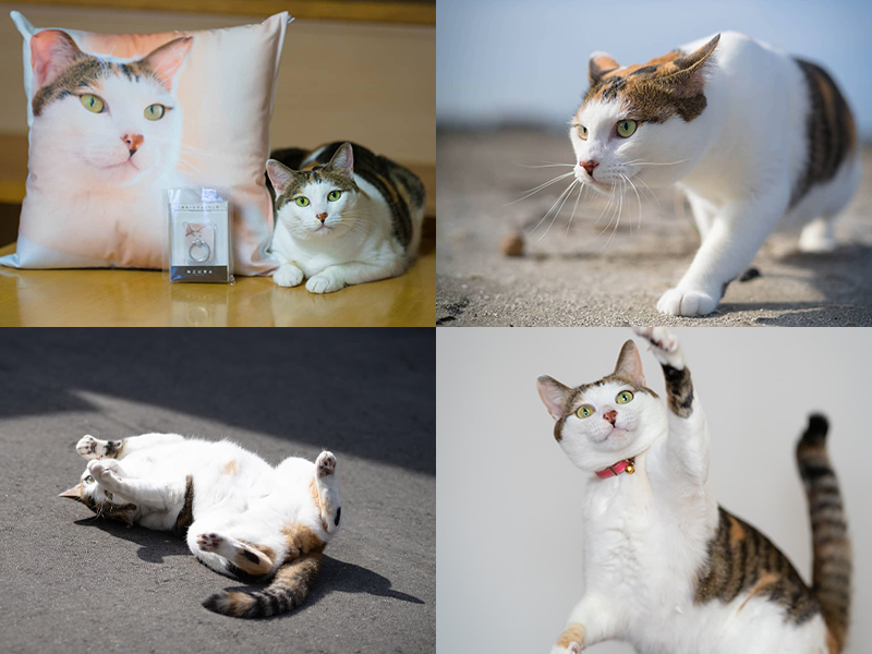 くつろぎながら過ごすもかちゃんの日常