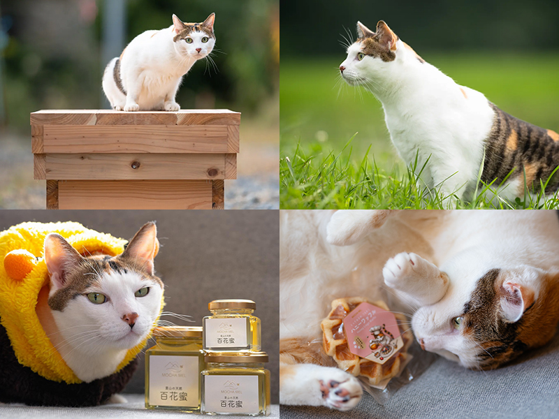 モカメルのはちみつ商品と一緒のもかちゃん（店長としての姿）